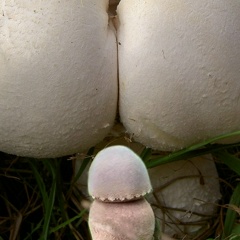 ПРАНК БОТ I РОЗЫГРЫШ ПО ТЕЛЕФОНУ