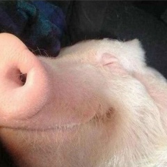 хамуда хабиби