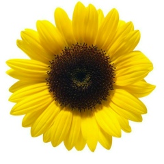 НАРОДНАЯ СЕМЬЯ