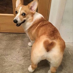 corgi