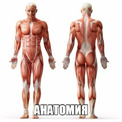 Анатомия для медиков - медицина. COVID-19