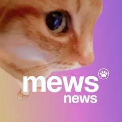 Mews News | Котоновости