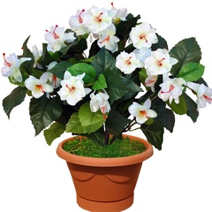 Комнатные растения и цветы