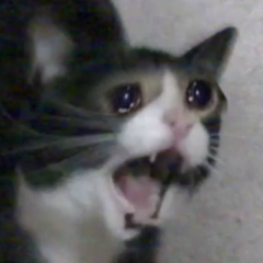 котячьи пикчи