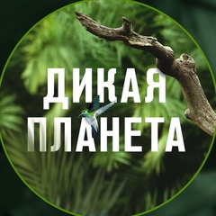 Дикая планета