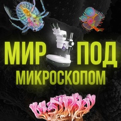 Под микроскопом