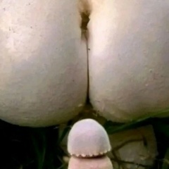 Видео помойка