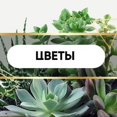 Мои Домашние цветы | Комнатные растения