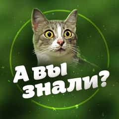 А вы знали?