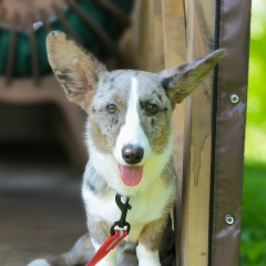 Эмма Тут | Другие Хвостики