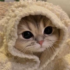 Милый пушистик Рыжик