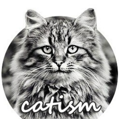Котизм
