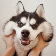 ХАСКИ - любимая порода собак