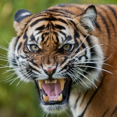 Дикая планета