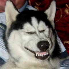 Ржака ржачная 18+