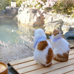 Удивительная Япония